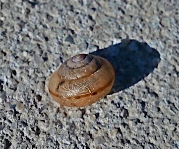 [One relatively flat circular shell with a dark brown stripe along the center of the outmost spiral of its growth. The shell is a tan grey color and rests on the sidewalk. The image is magnified enough to be able to see the small divots and striations in the concrete of the sidewalk.]